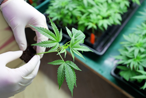 Marijuana Use Common In Sickle Cell Patients, Highlighting Need For More Research, Study Shows 